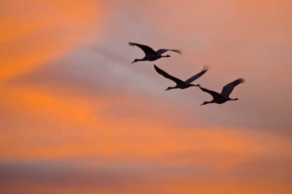 Lord, Fred 아티스트의 New Mexico Greater sandhill cranes leaving nest 작품